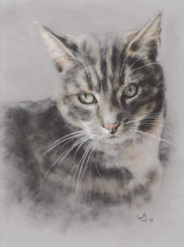 Tabby cat, pet portrait