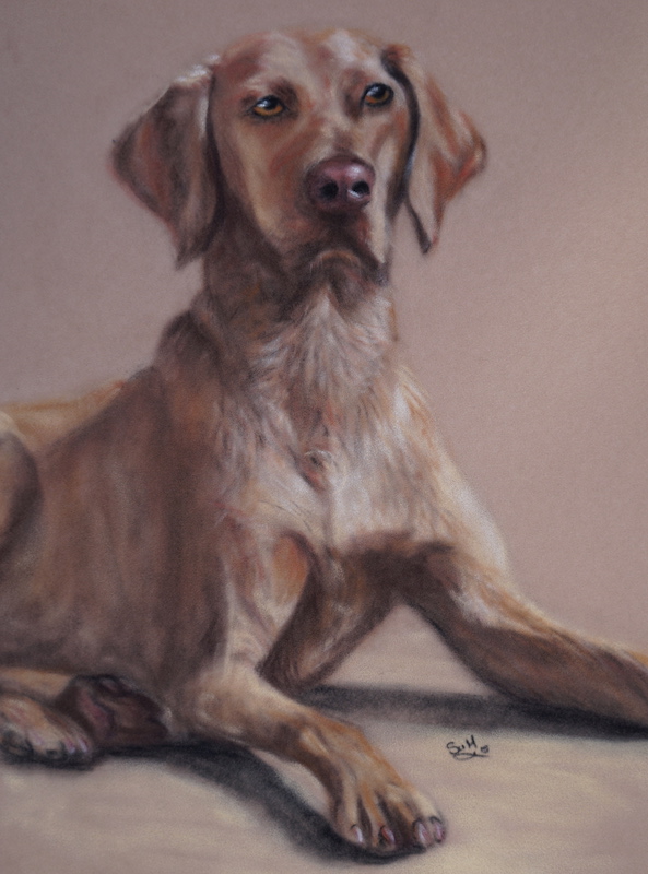 pet portrait, canine portrait