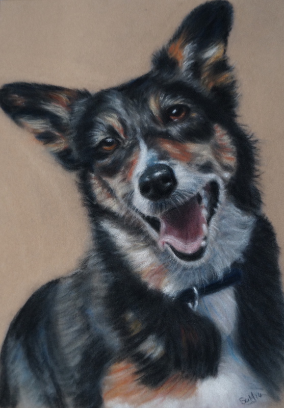 Smiling dog, pet portrait