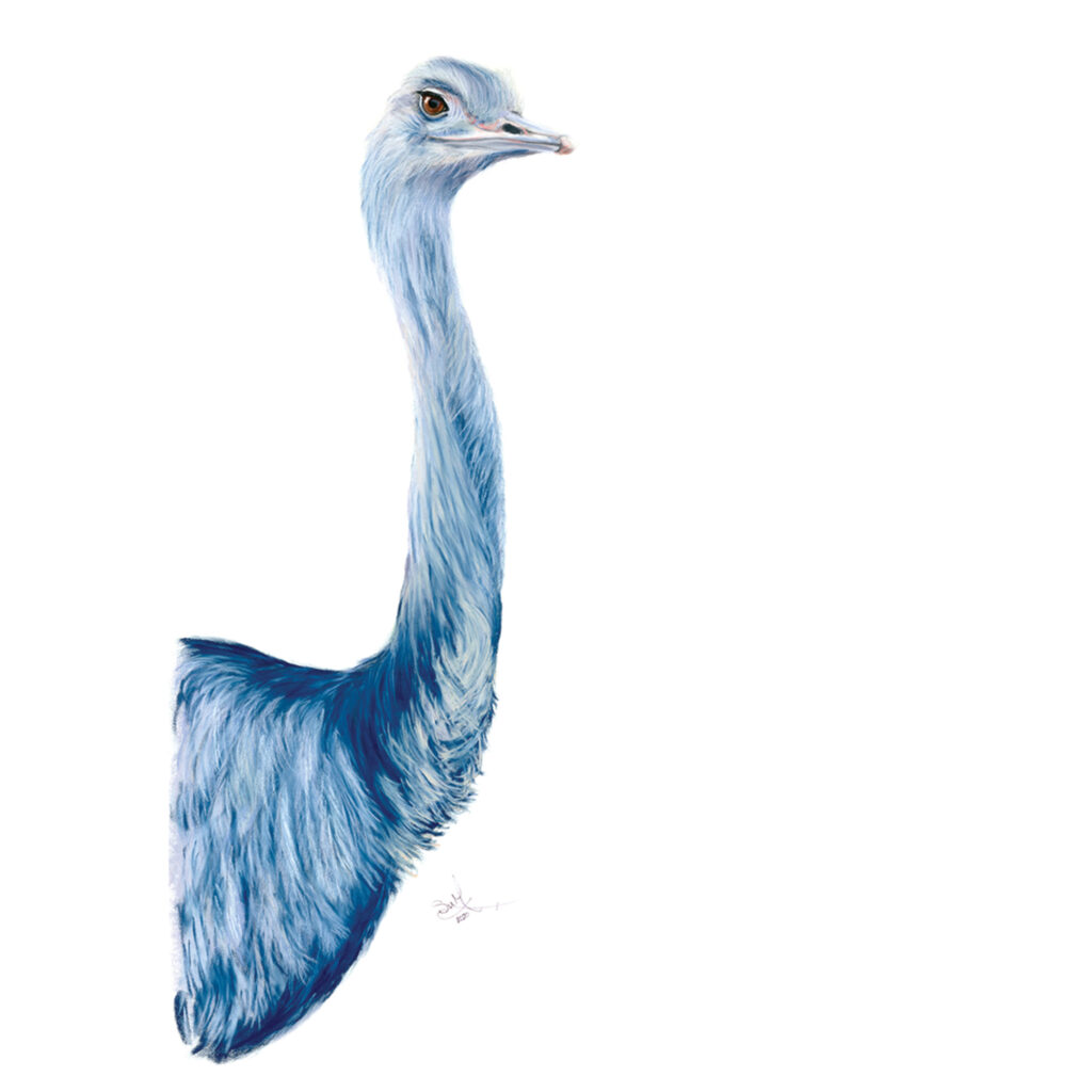 Pastel painting of Blue, an ostrich