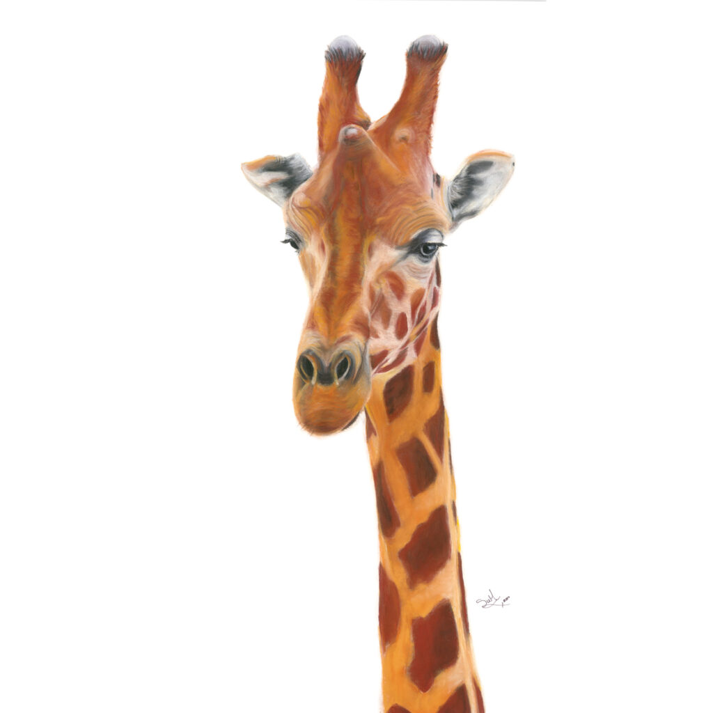 Pastel painting of a Giraffe