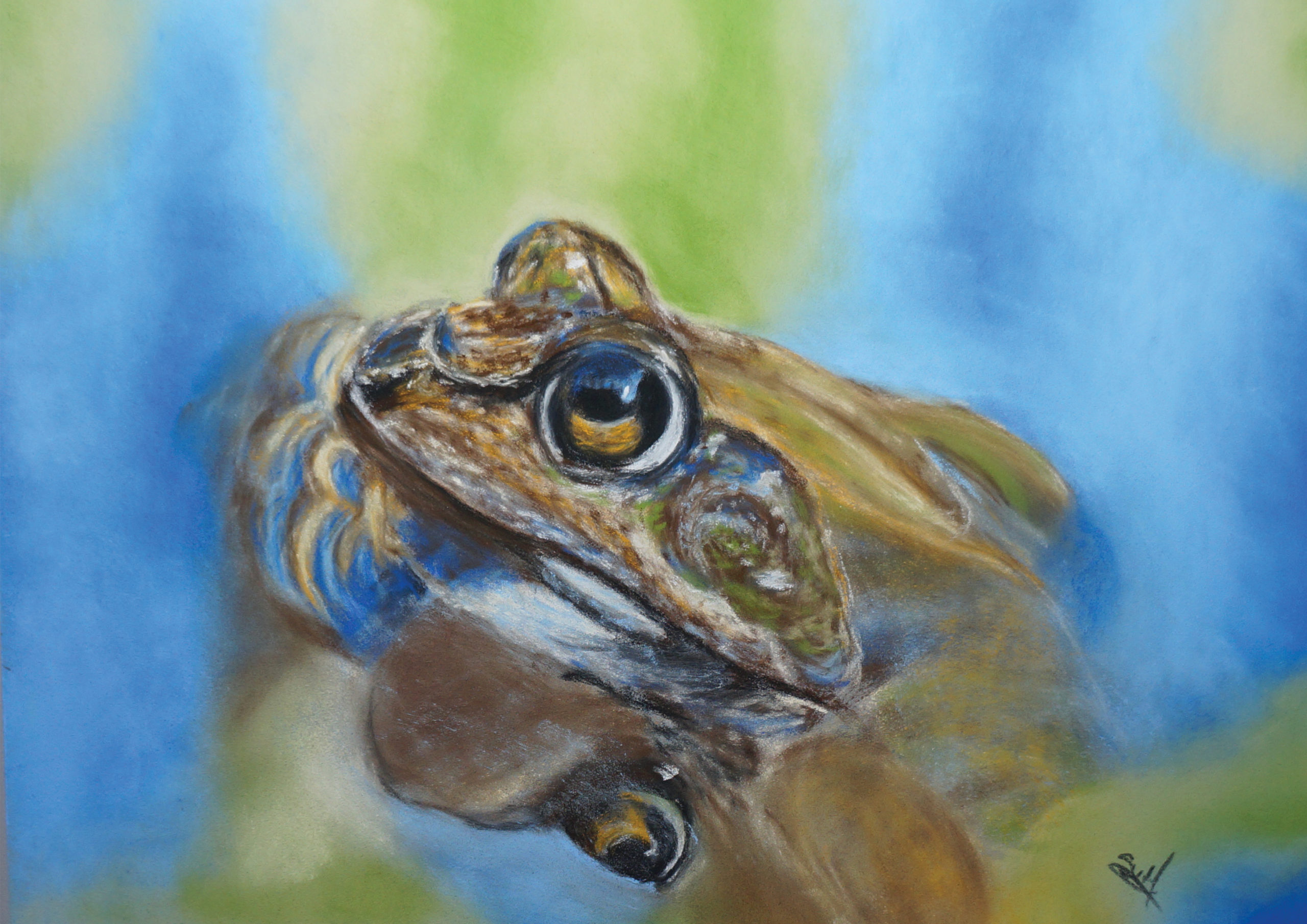 Common Frog Pastel Art Kit